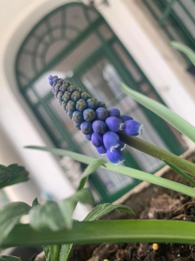 Forst-Haz Apartman إغير المظهر الخارجي الصورة